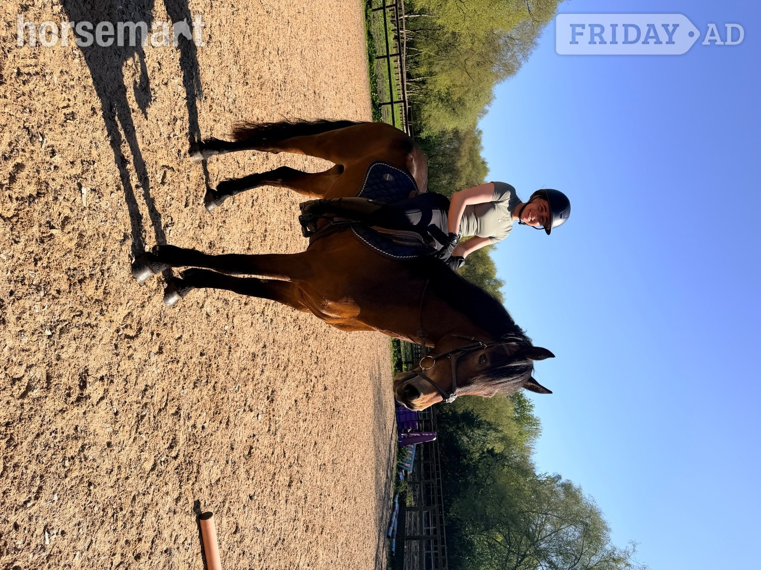 "Saranaught Oscar" Bay Gelding Hunter - Horses in Skelmersdale