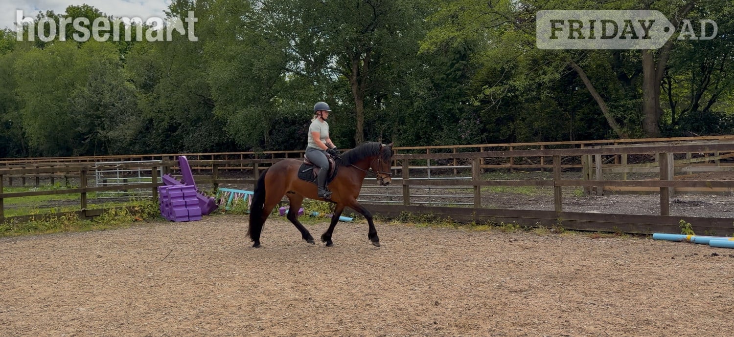 "Saranaught Oscar" Bay Gelding Hunter - Horses