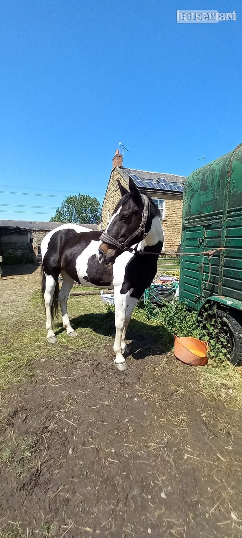 Jessica- For full loan - Horses in Chesterfield
