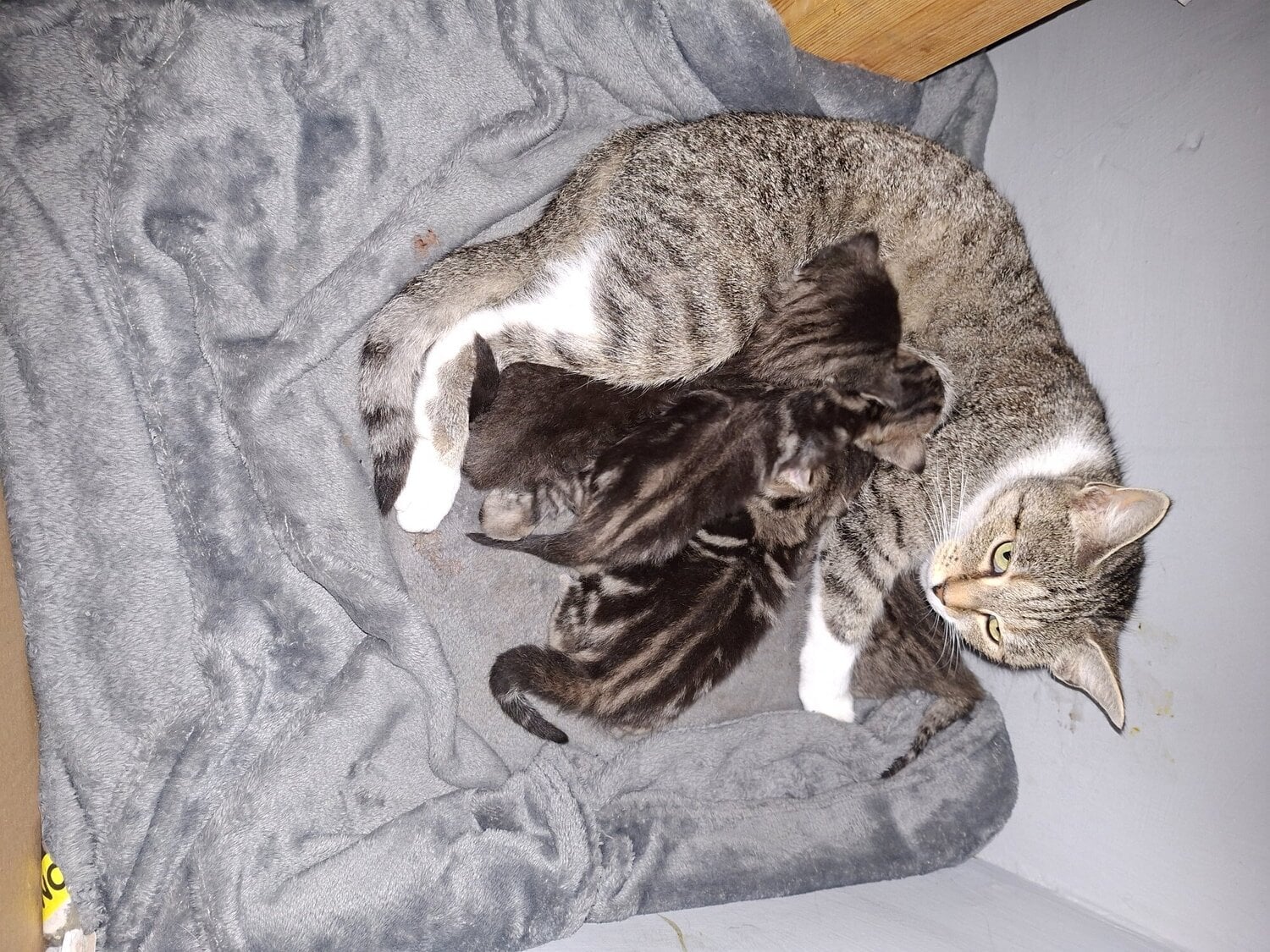 4 beautiful male kittens 