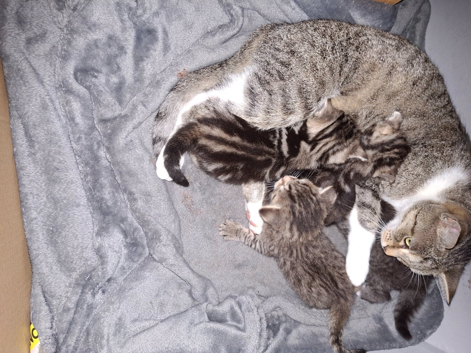 London 4 beautiful male kittens 