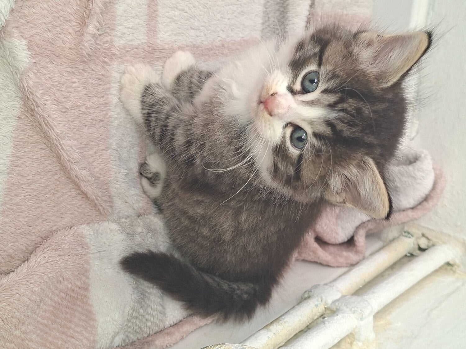 4 beautiful male kittens  - Cats & Kittens in London