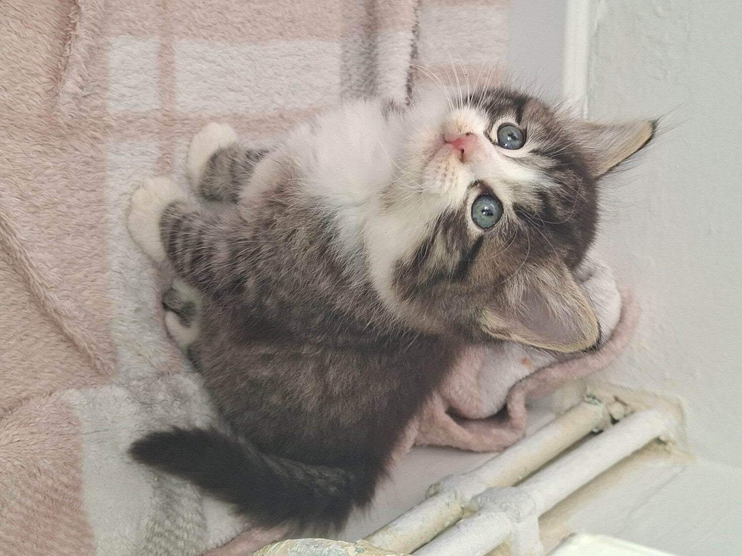 4 beautiful male kittens  - Cats & Kittens