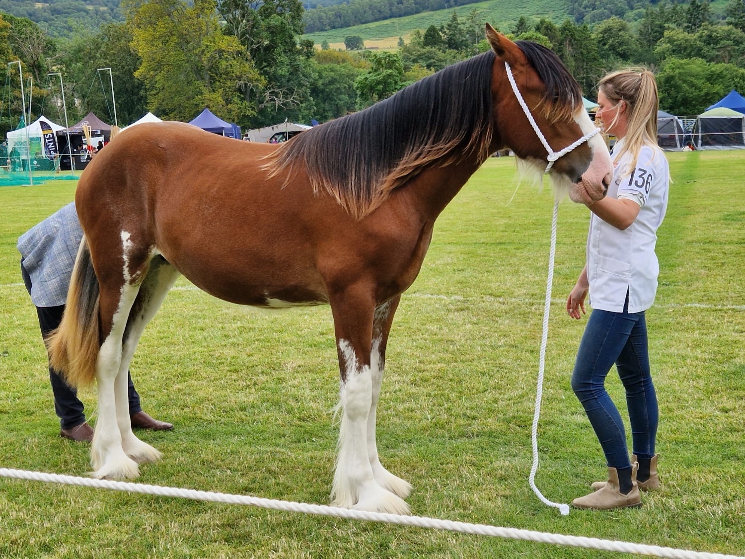 "Tina " Bay Filly Youngstock / Foal