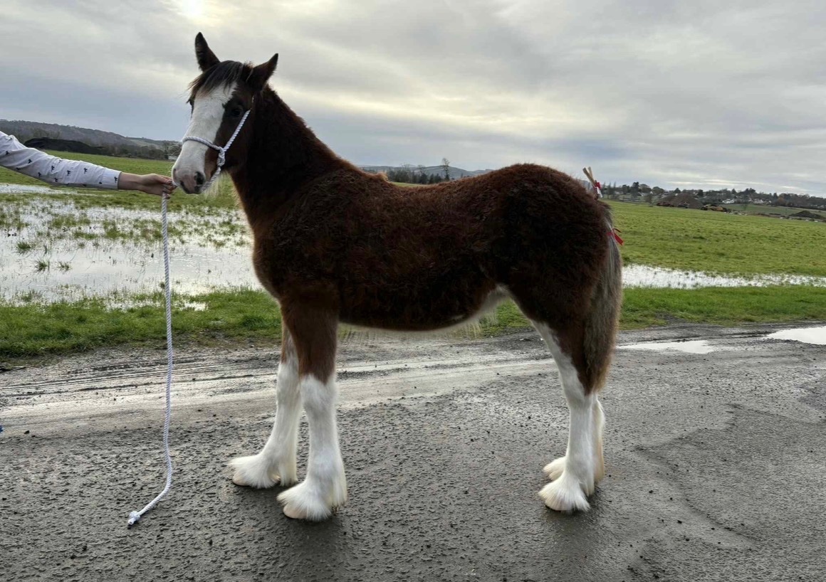 Dundee "Tina " Bay Filly Youngstock / Foal