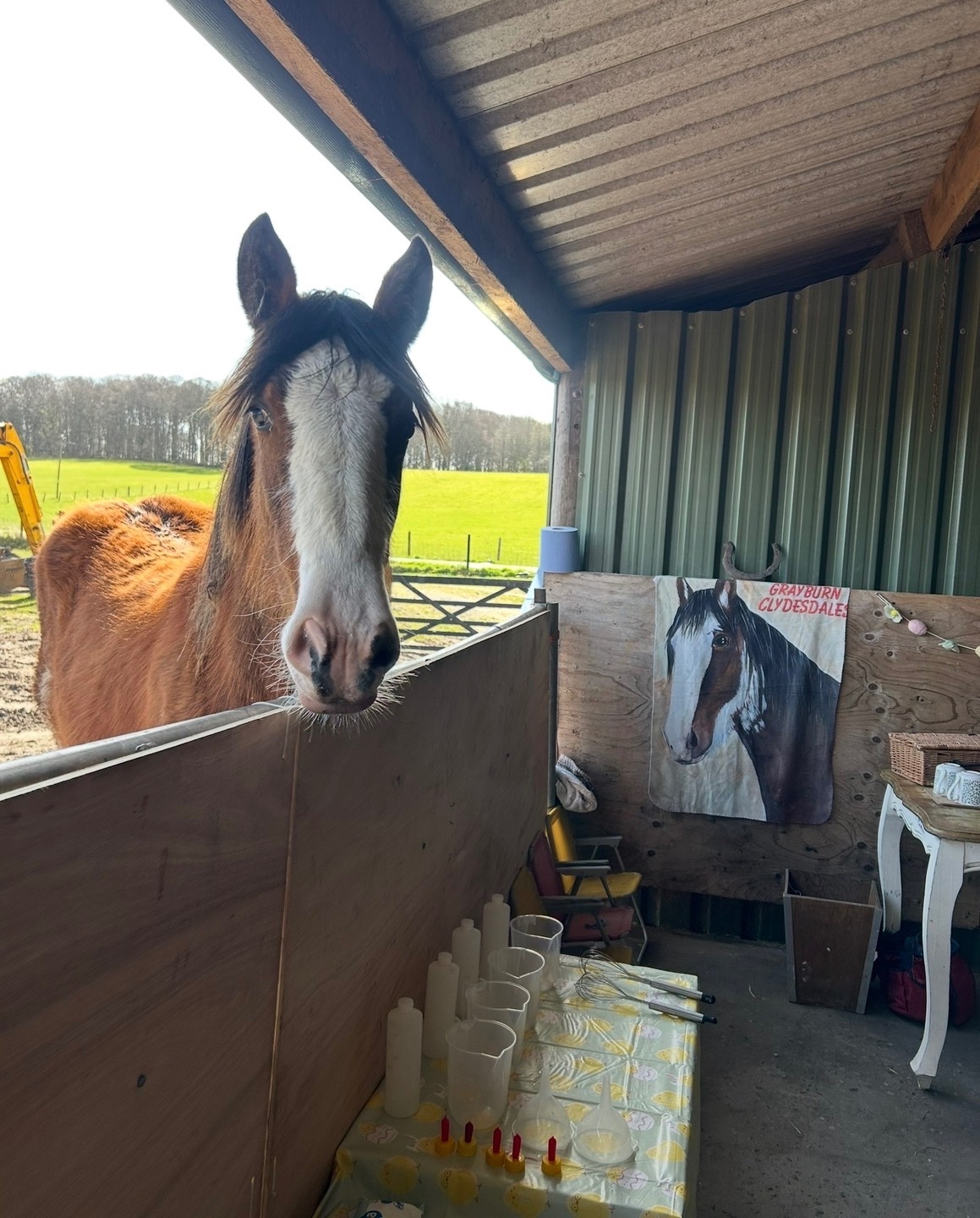 "Tina " Bay Filly Youngstock / Foal - Horses in Dundee