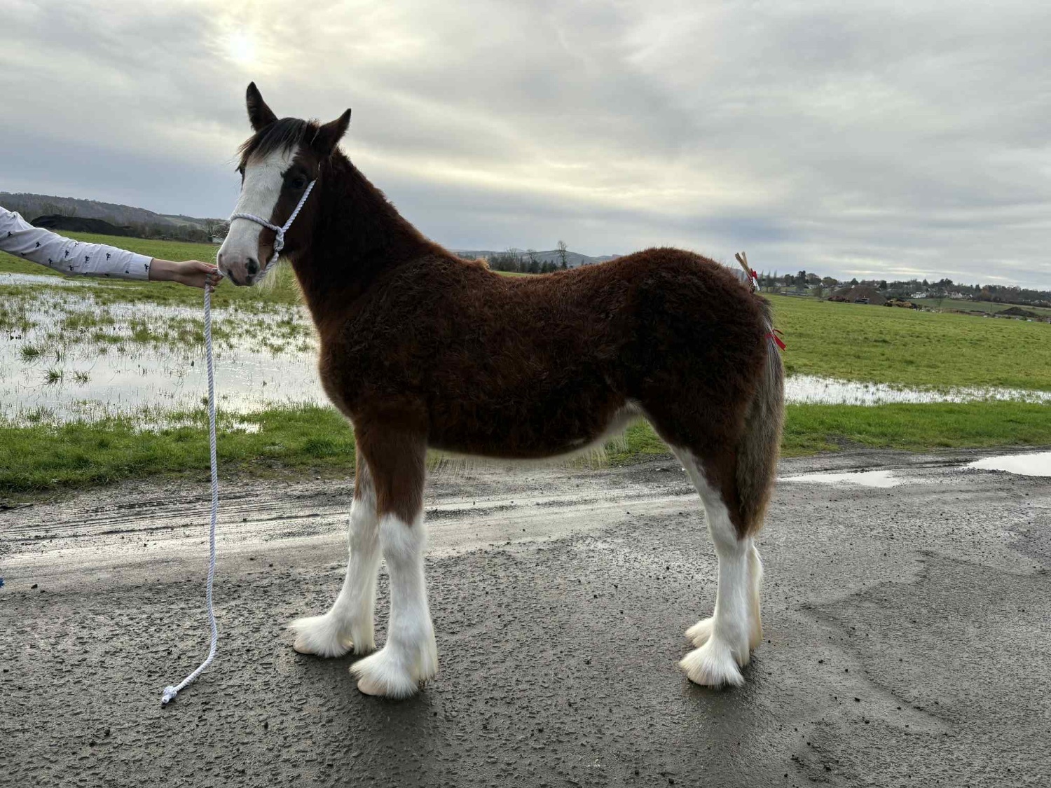 "Tina " Bay Filly Youngstock / Foal - Horses
