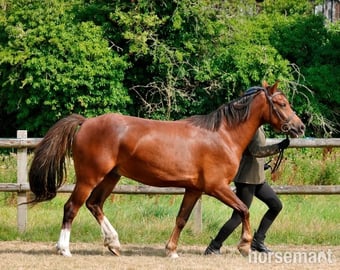 "Calondraig Tumbling Brynn " Chestnut Gelding Youngstock / Foal