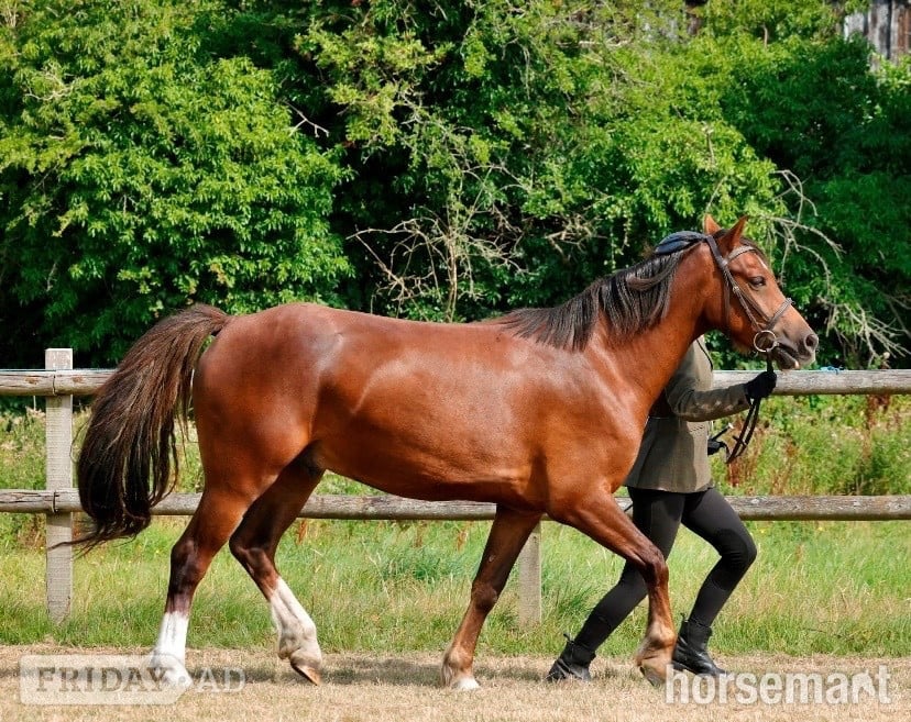 "Calondraig Tumbling Brynn " Chestnut Gelding Youngstock / Foal in Chorley