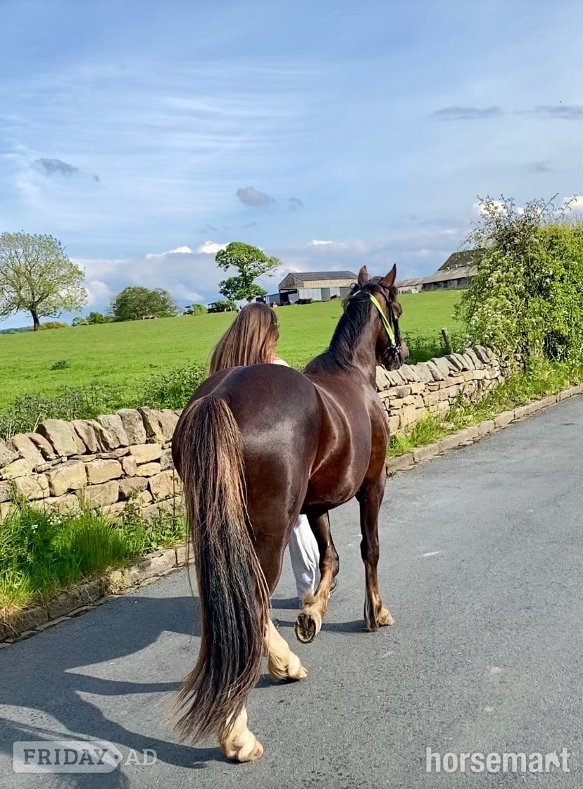 Chorley "Calondraig Tumbling Brynn " Chestnut Gelding Youngstock / Foal