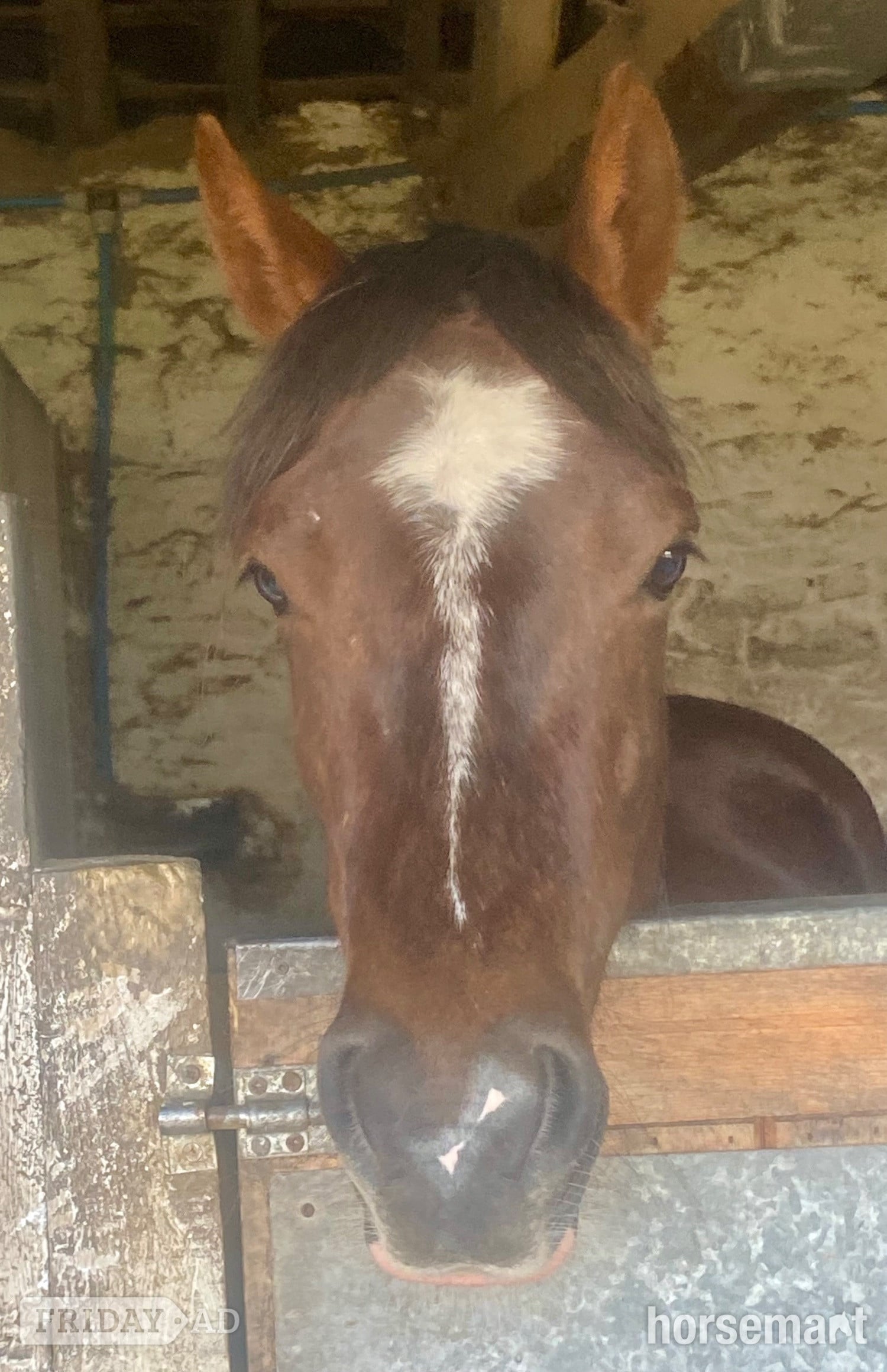 "Calondraig Tumbling Brynn " Chestnut Gelding Youngstock / Foal - Horses in Chorley