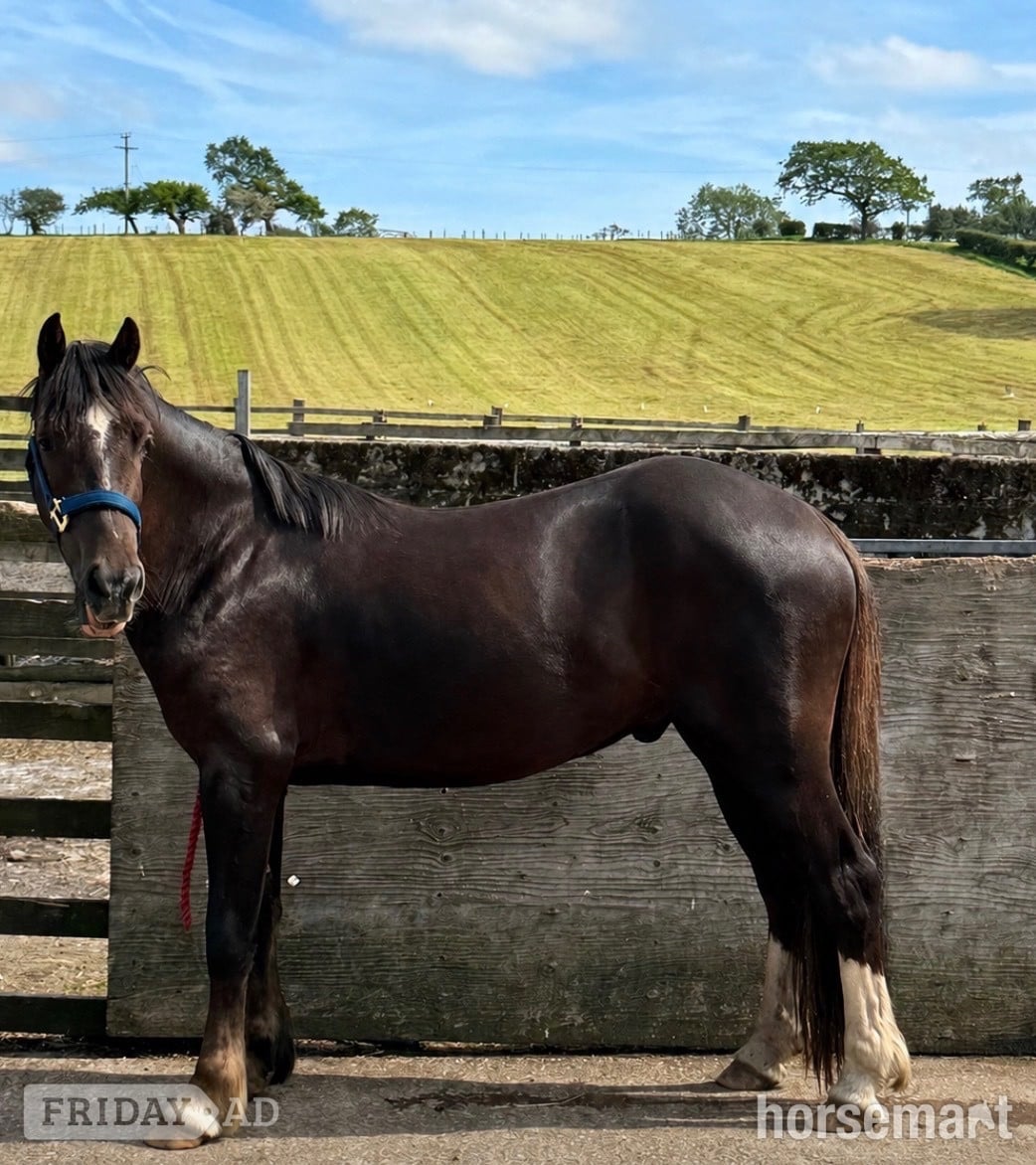 "Calondraig Tumbling Brynn " Chestnut Gelding Youngstock / Foal - Horses