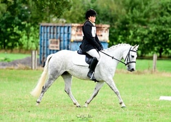 "Hettie" Grey Mare All Rounder