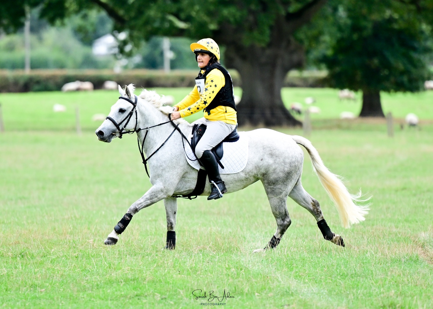 "Hettie" Grey Mare All Rounder