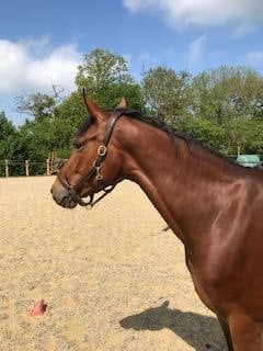 Hassocks "Utamaro D'Ecaussines x Mare by Unbelievable Darco" Bay Mare Young Sport Horse