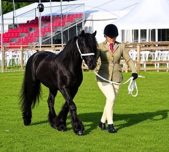 "Hugo" Dapple Grey Gelding Youngstock / Foal