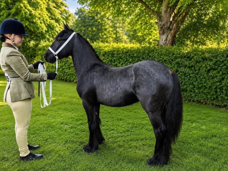 "Hugo" Dapple Grey Gelding Youngstock / Foal