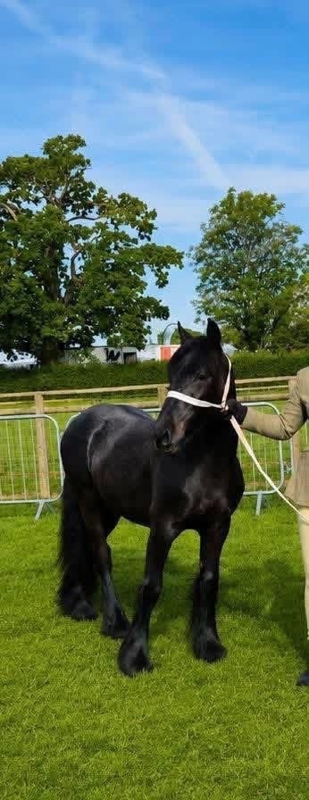 "Hugo" Dapple Grey Gelding Youngstock / Foal - Horses in Tavistock