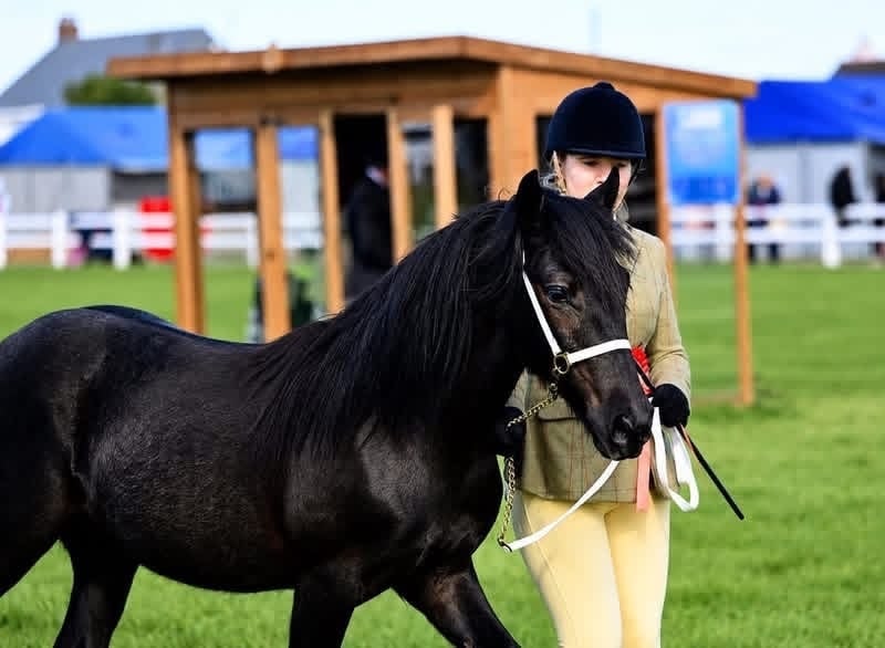 "Hugo" Dapple Grey Gelding Youngstock / Foal - Horses