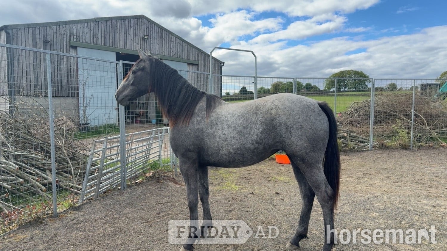 "Willow" Grey Filly Youngstock / Foal