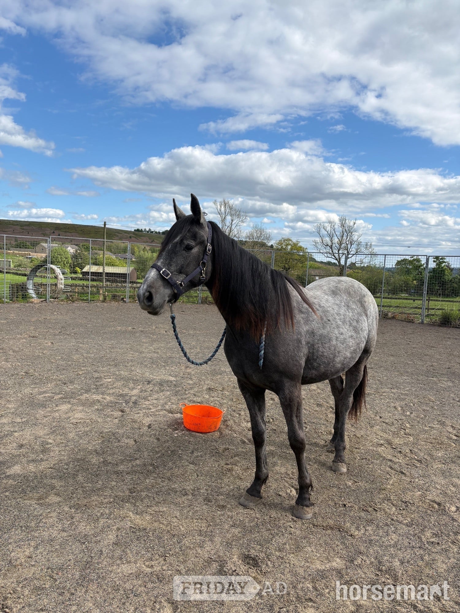 "Willow" Grey Filly Youngstock / Foal - Horses in Bingley