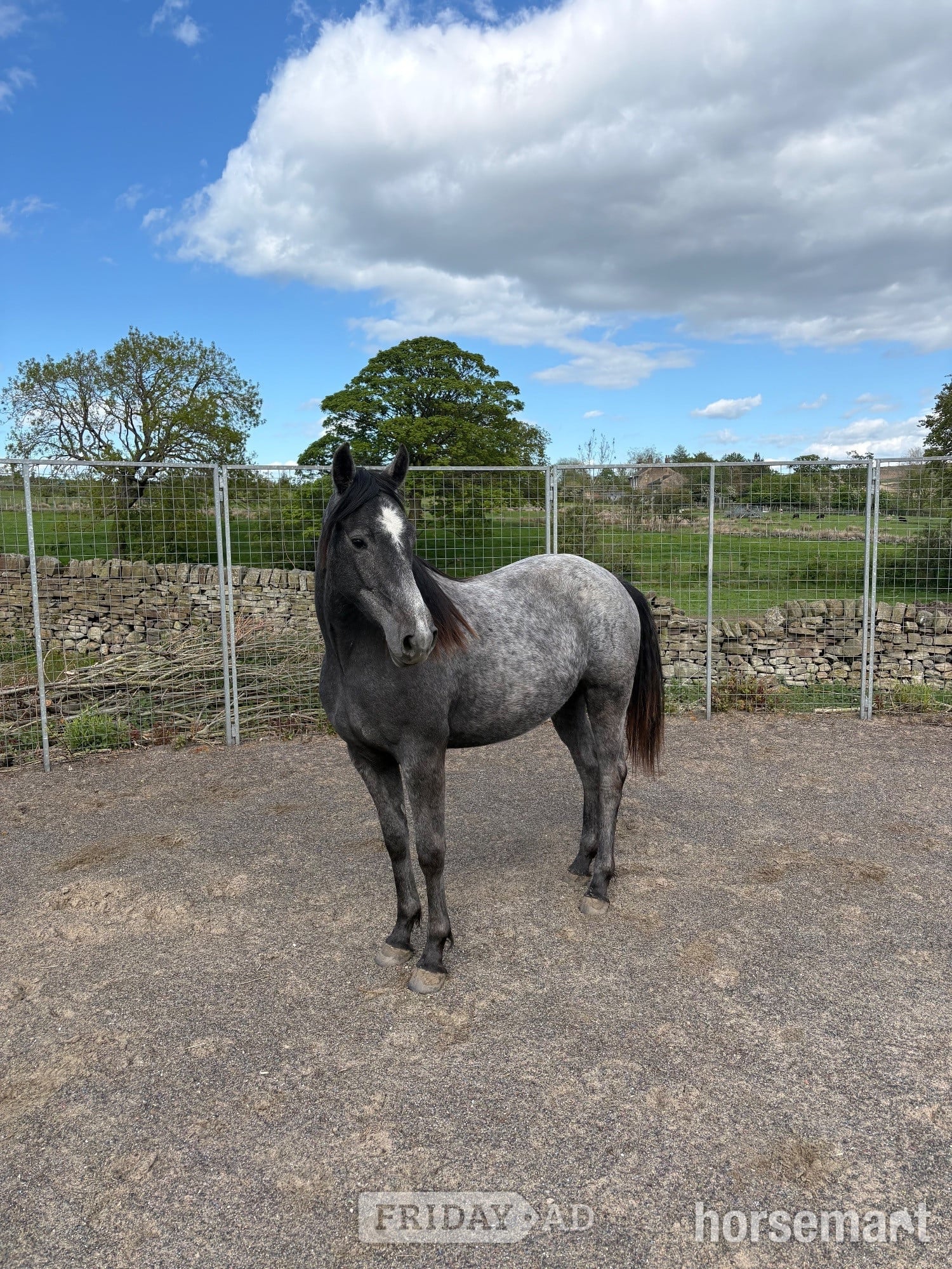 Bingley "Willow" Grey Filly Youngstock / Foal