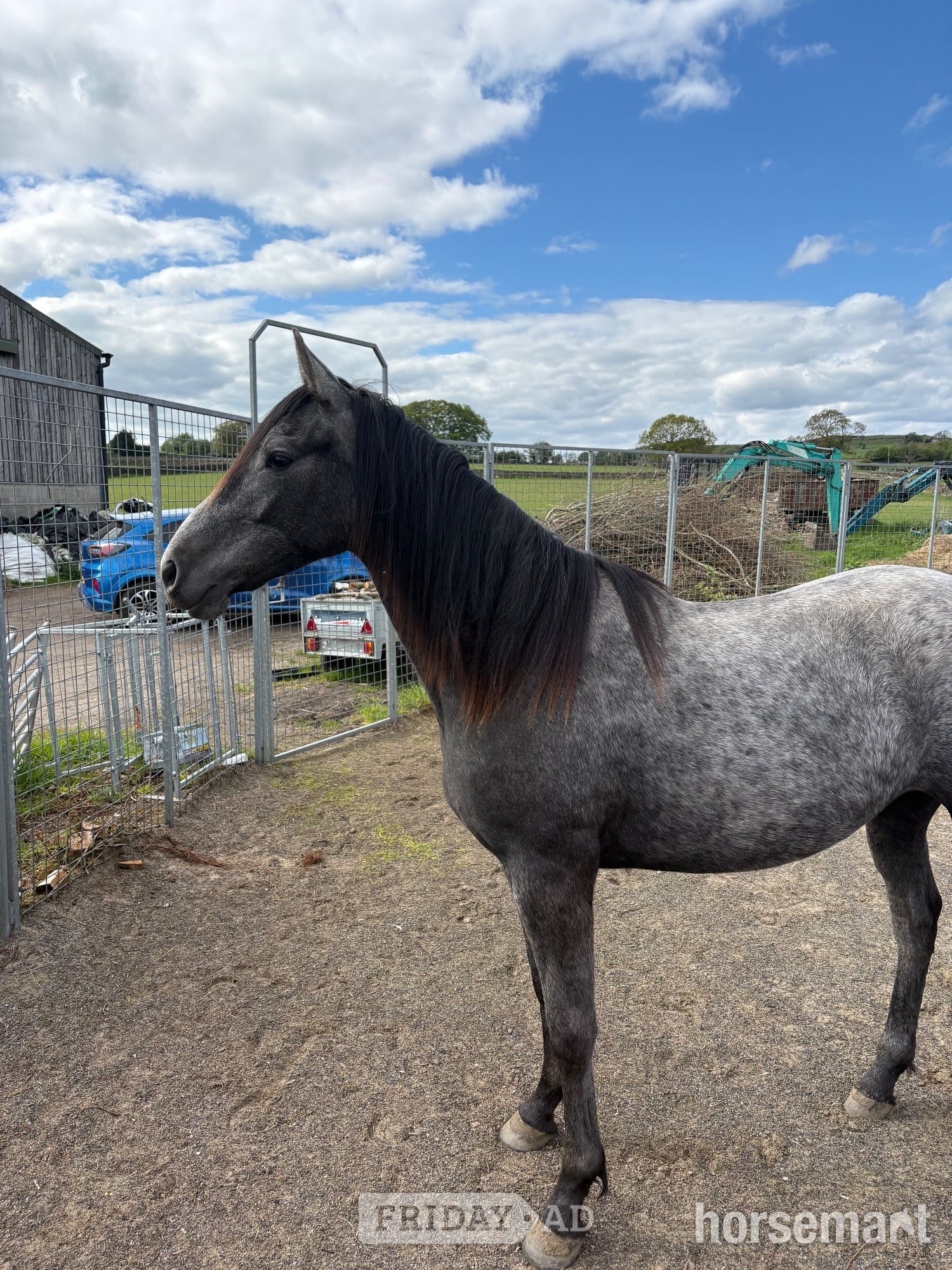 "Willow" Grey Filly Youngstock / Foal - Horses