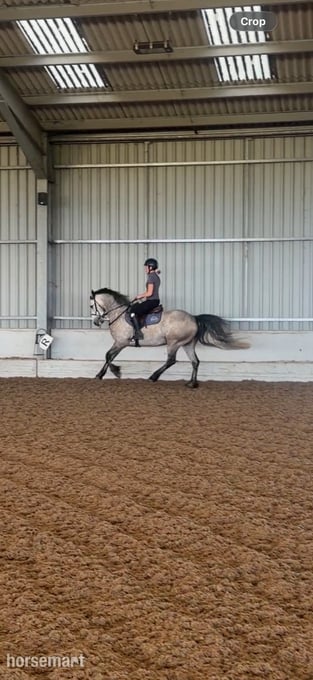 "Ross" Dun Gelding All Rounder