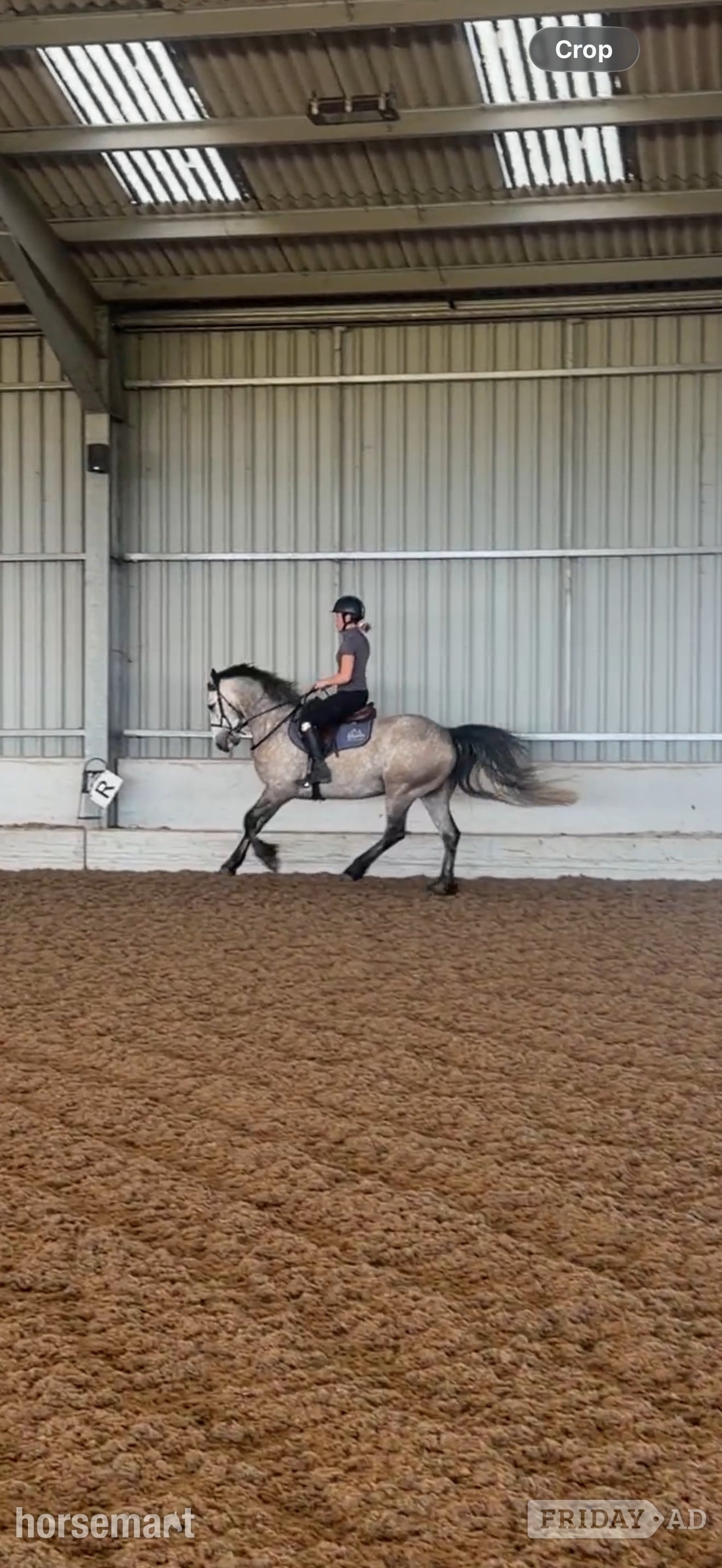 "Ross" Dun Gelding All Rounder in Birkenhead