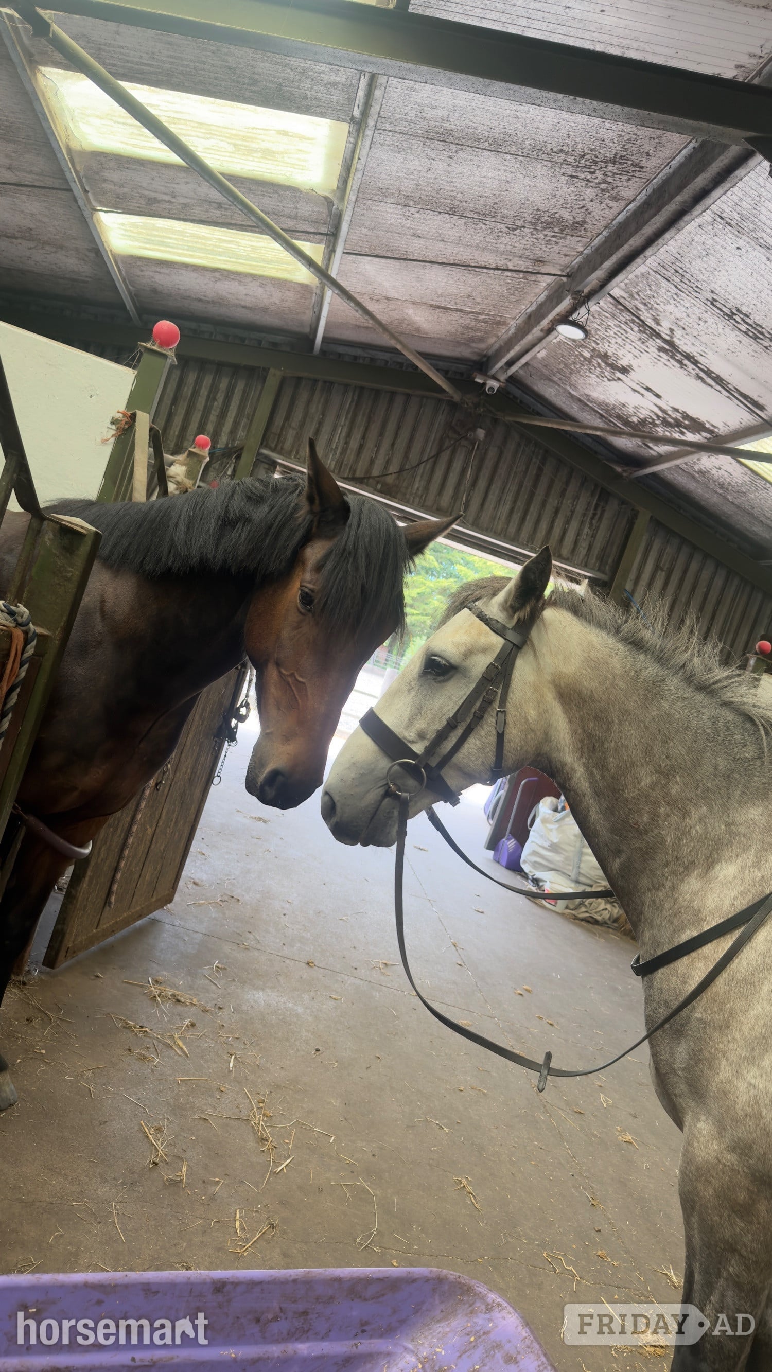 "Ross" Dun Gelding All Rounder