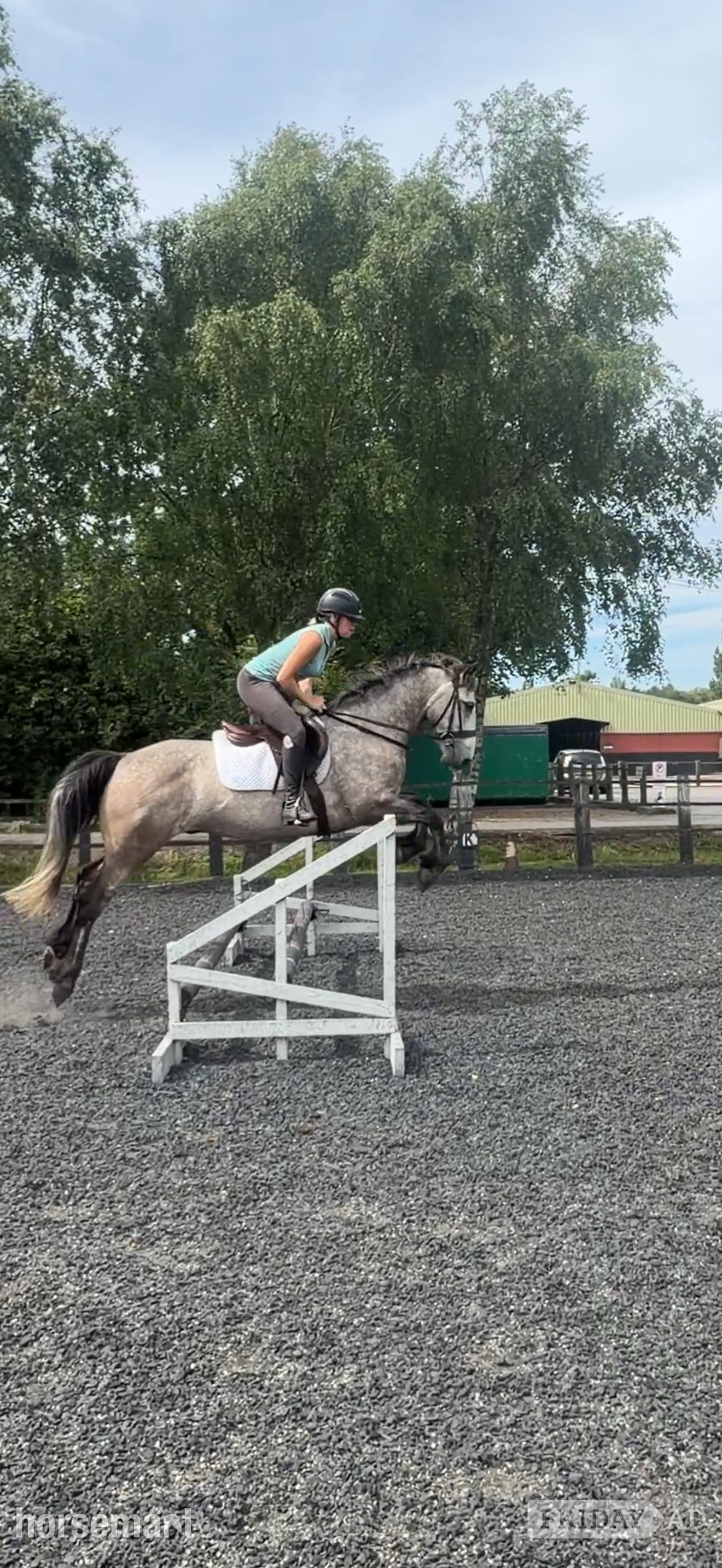 Birkenhead "Ross" Dun Gelding All Rounder