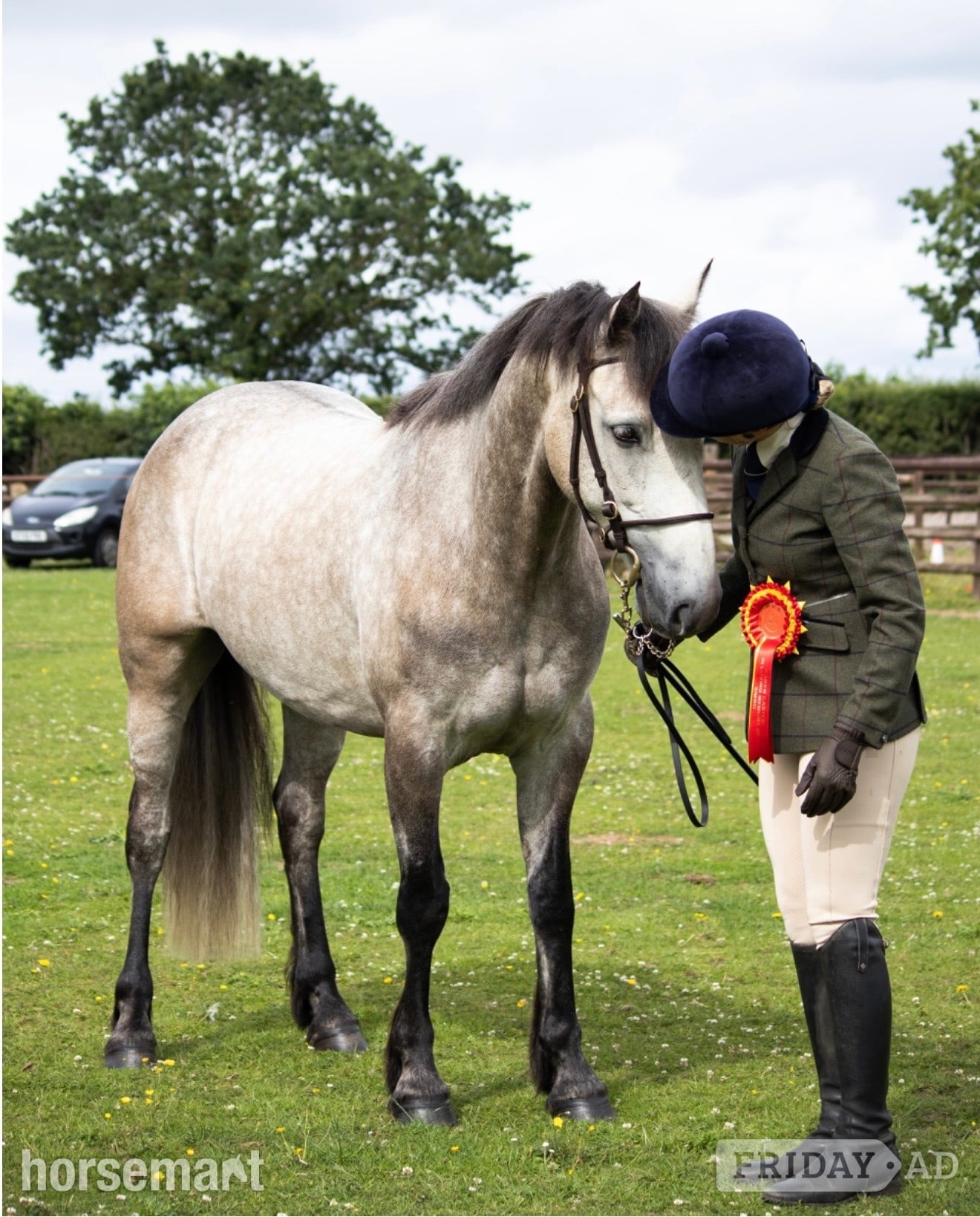 "Ross" Dun Gelding All Rounder - Horses in Birkenhead