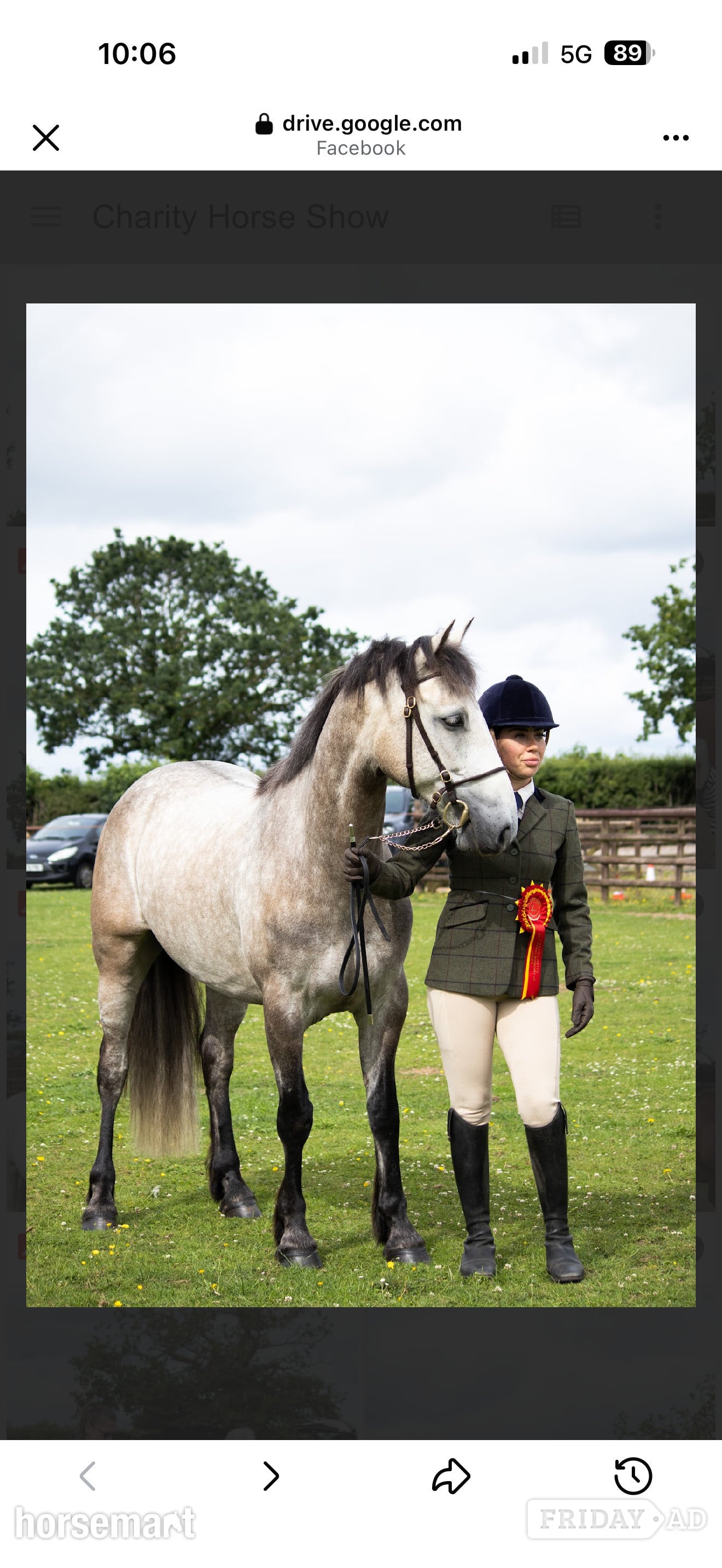 "Ross" Dun Gelding All Rounder - Horses
