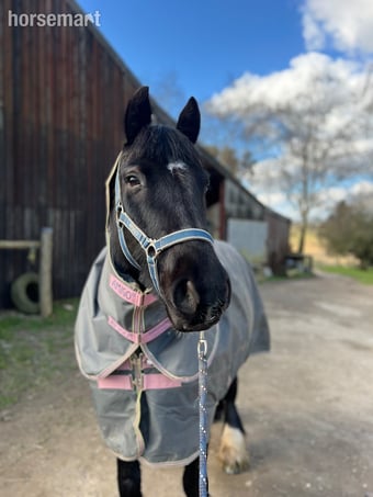 "Emma" Black Mare Family Horse