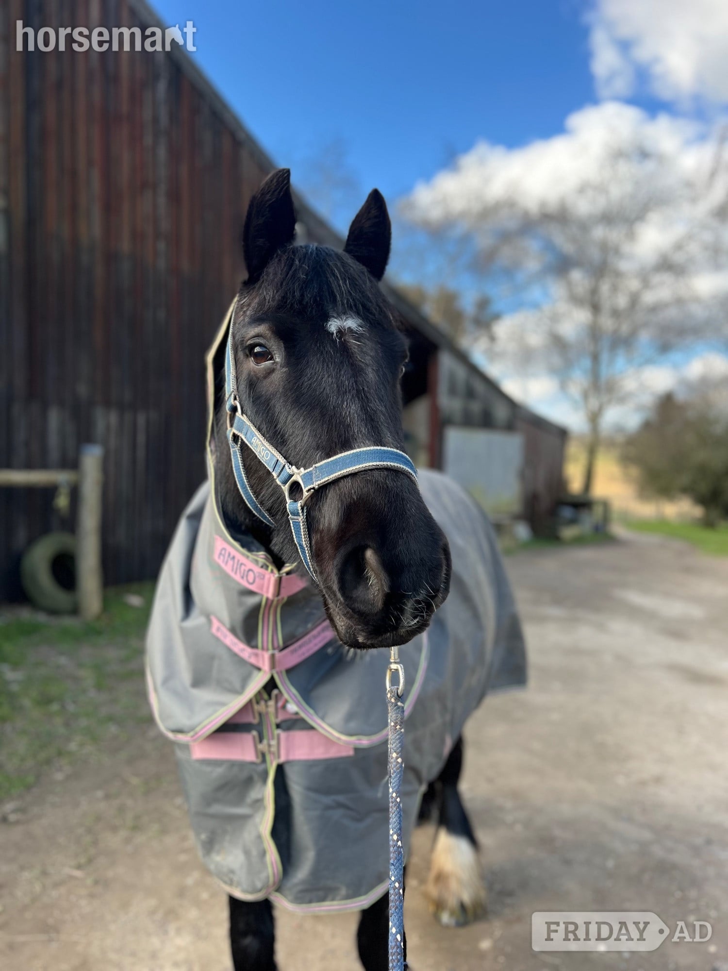"Emma" Black Mare Family Horse in Crowborough