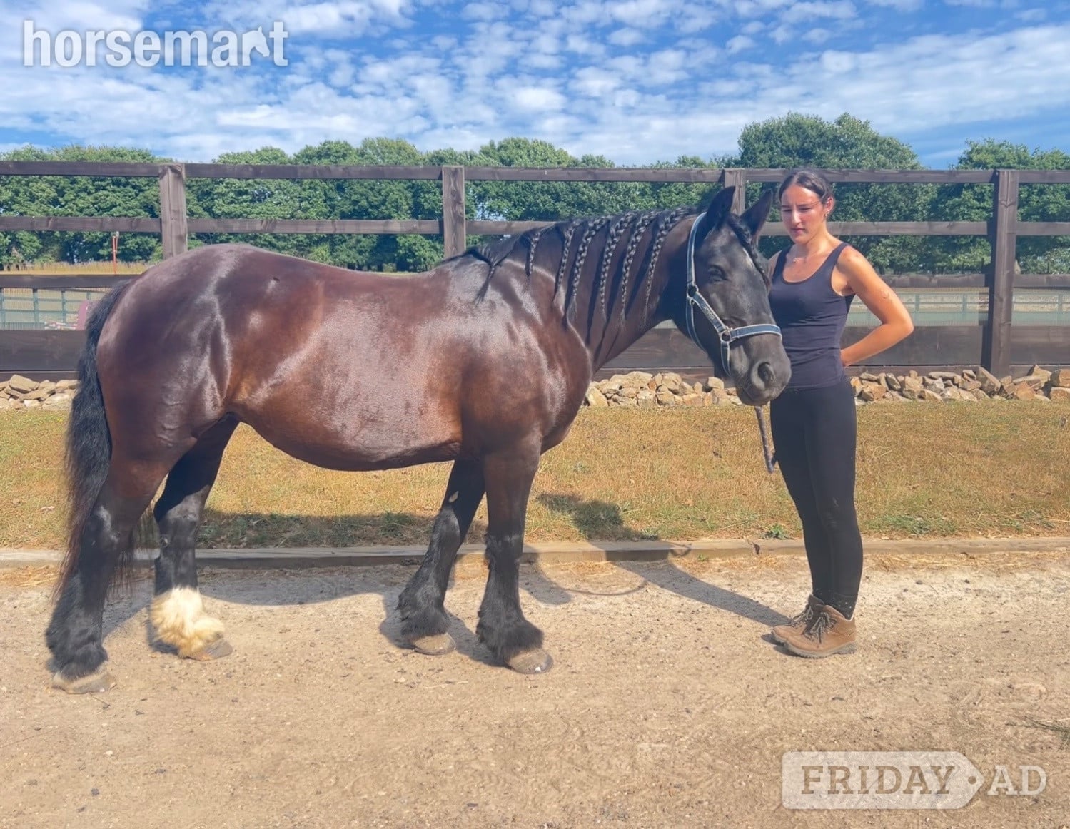 "Emma" Black Mare Family Horse