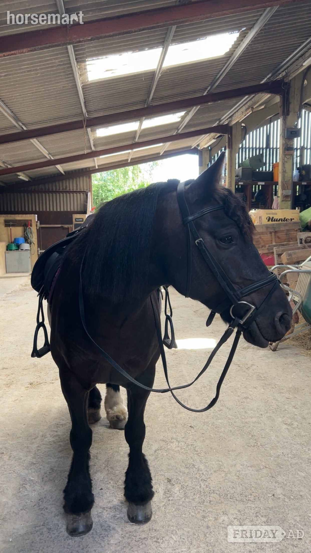 Crowborough "Emma" Black Mare Family Horse