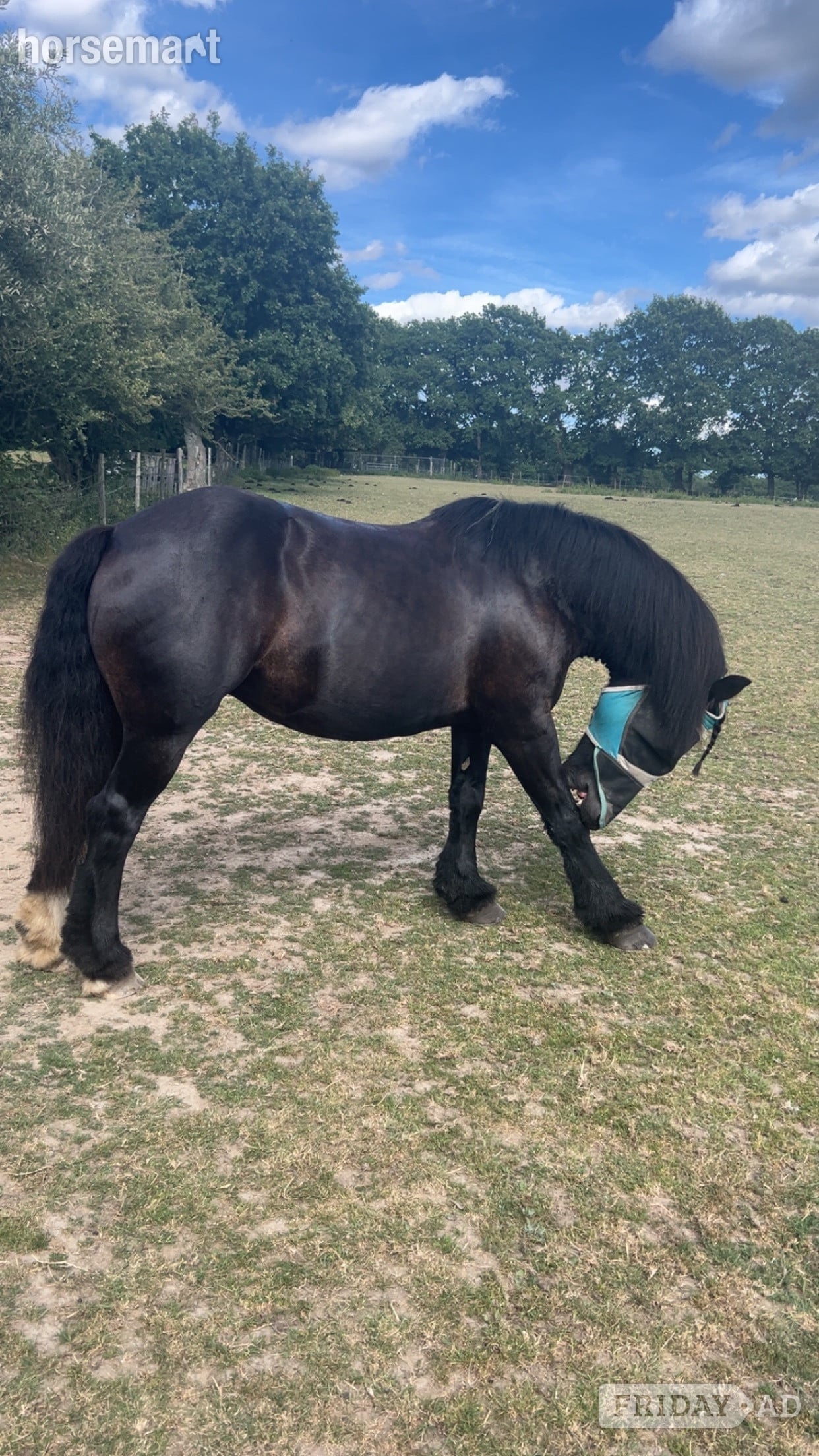 "Emma" Black Mare Family Horse - Horses in Crowborough