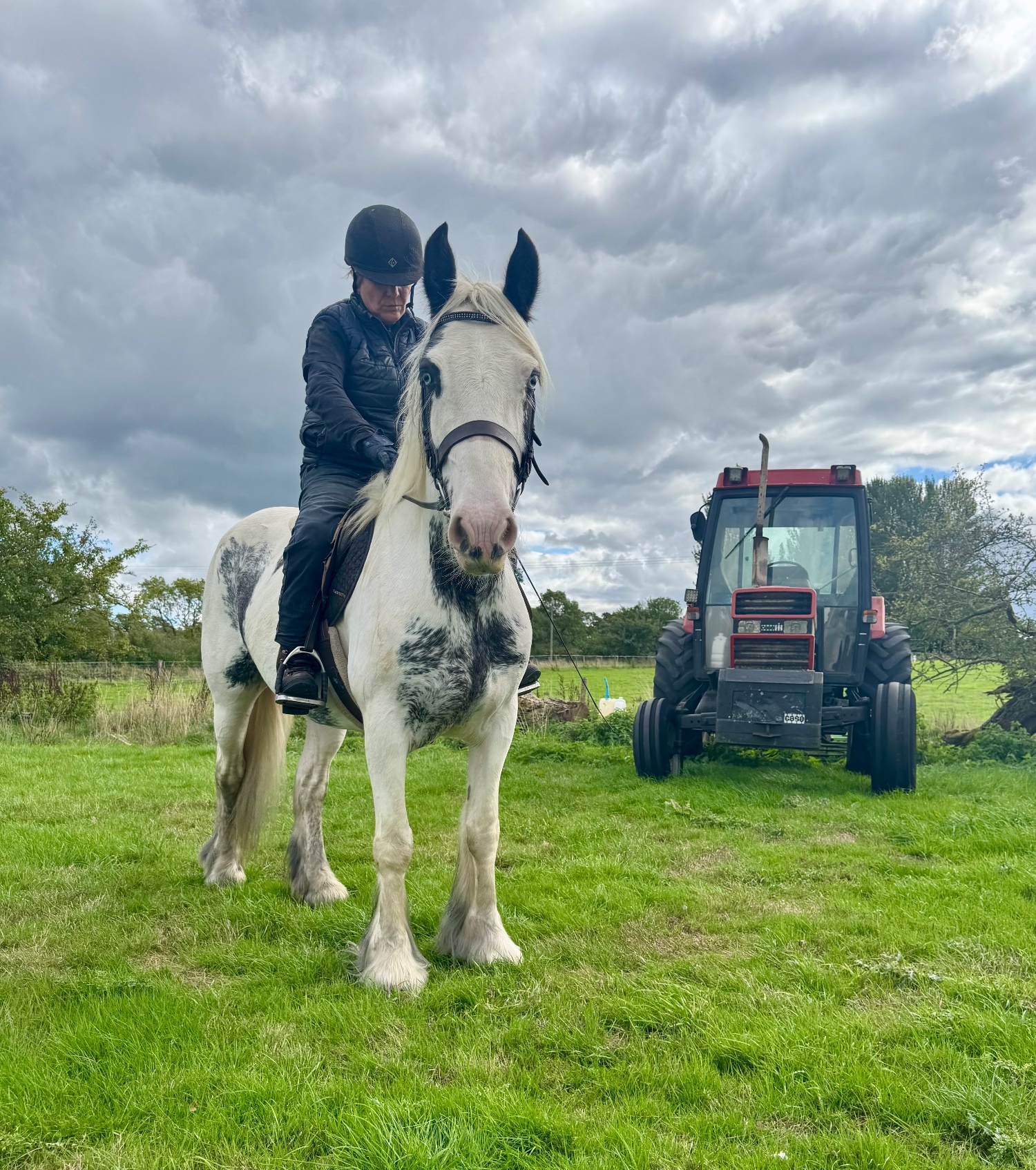 "Maisey" Blue &amp; White Mare All Rounder