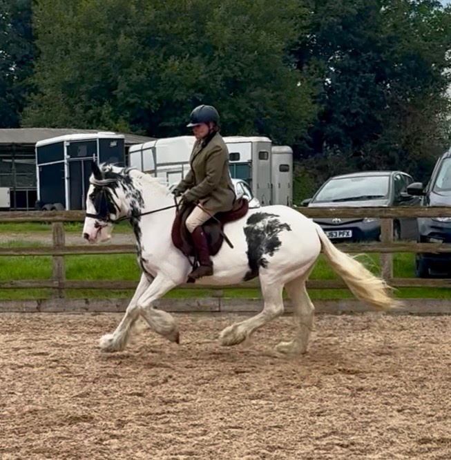 "Maisey" Blue &amp; White Mare All Rounder - Horses in Telford