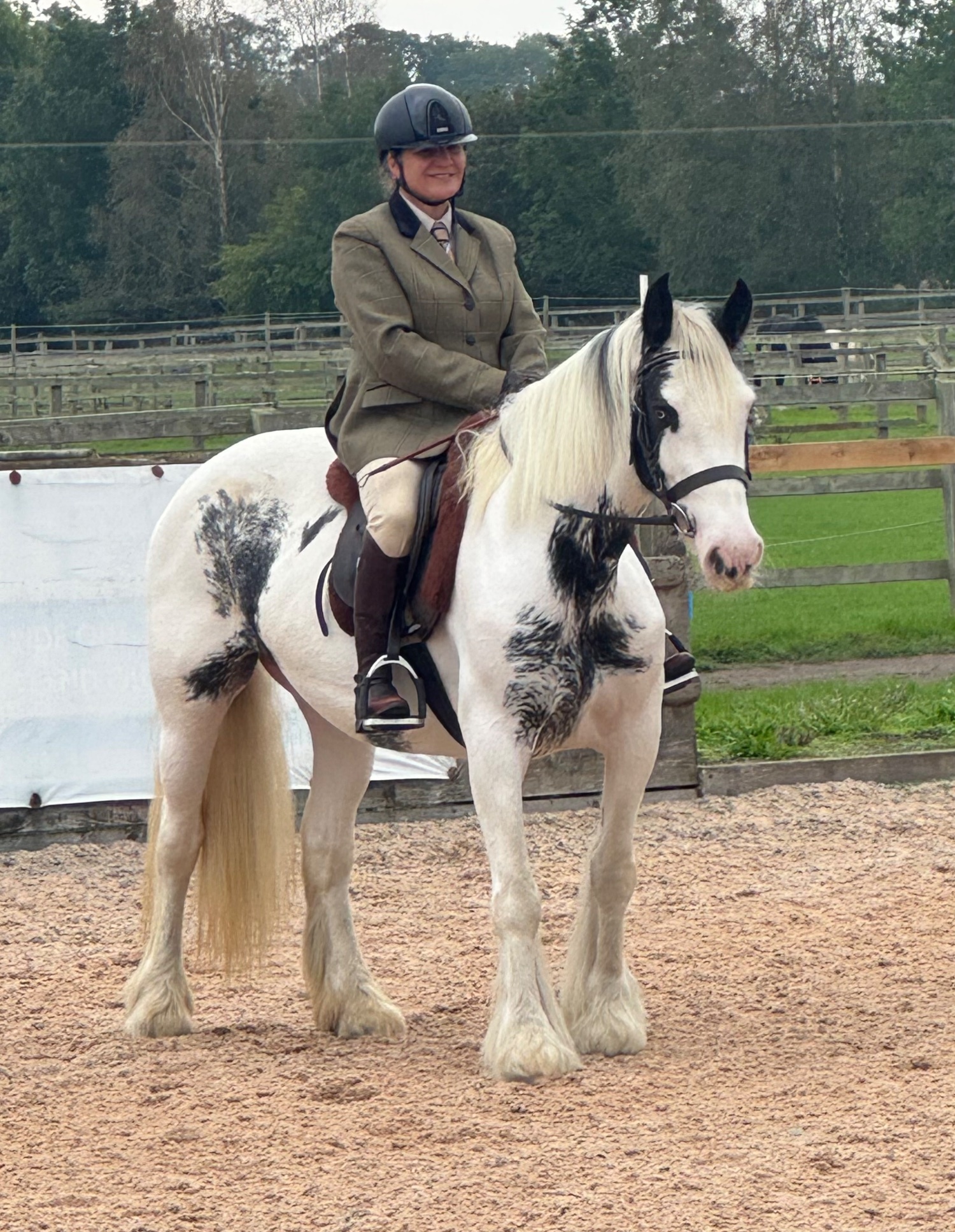 "Maisey" Blue &amp; White Mare All Rounder - Horses
