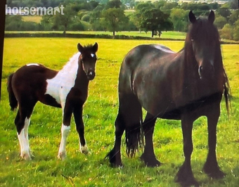 "Gloria" Black Mare Broodmare