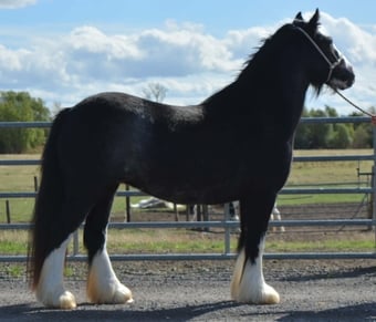 "SD Hyacinth " Black Filly Cob/Heavy Horse