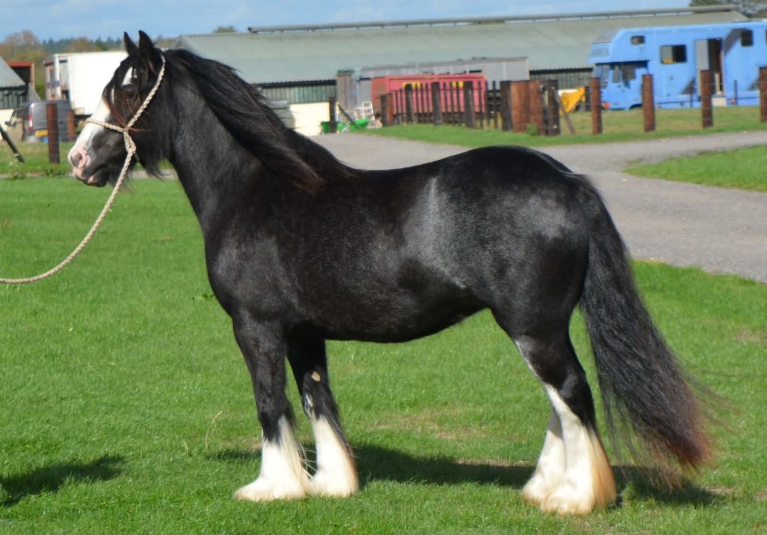 "SD Hyacinth " Black Filly Cob/Heavy Horse