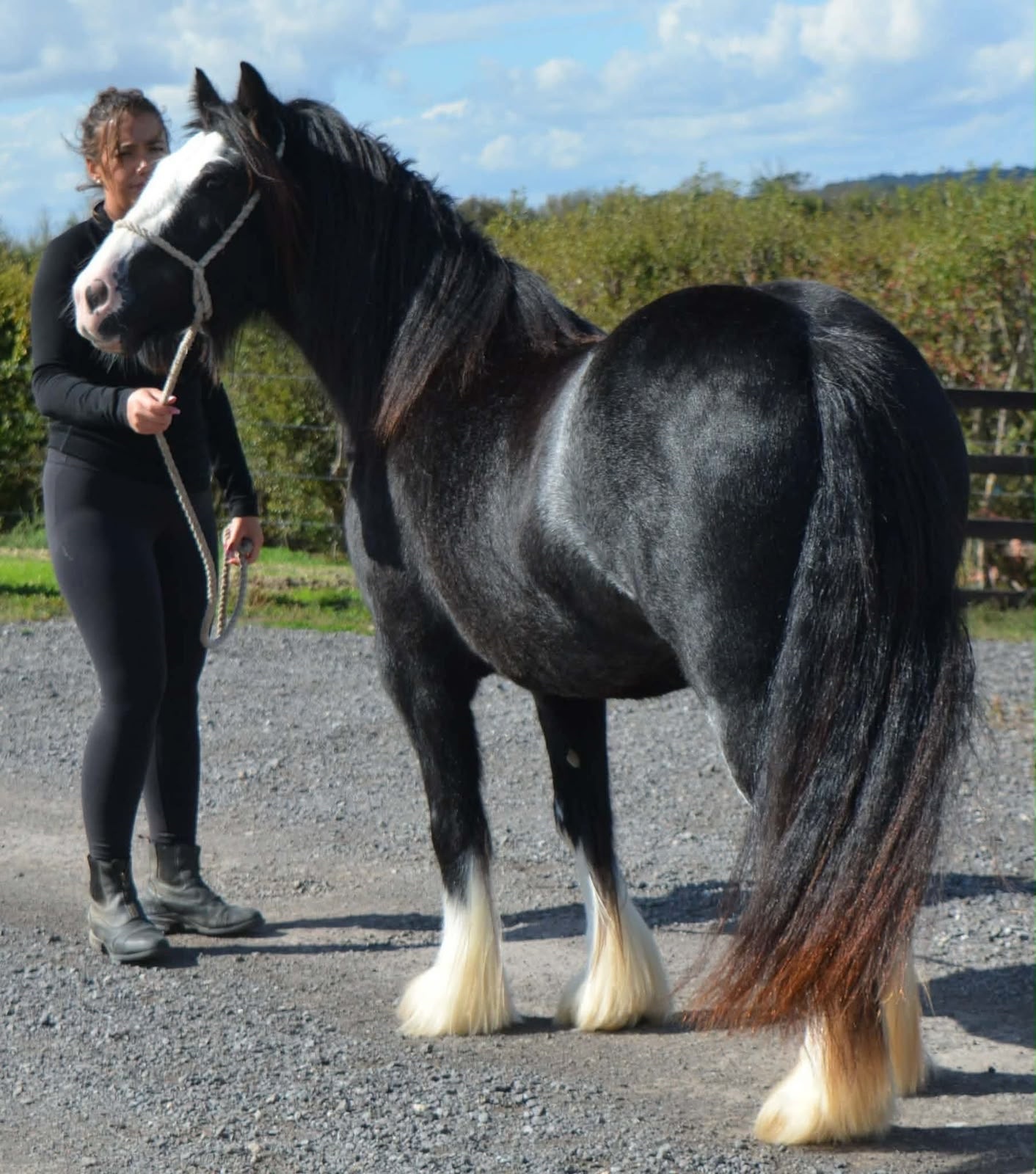 Oxford "SD Hyacinth " Black Filly Cob/Heavy Horse