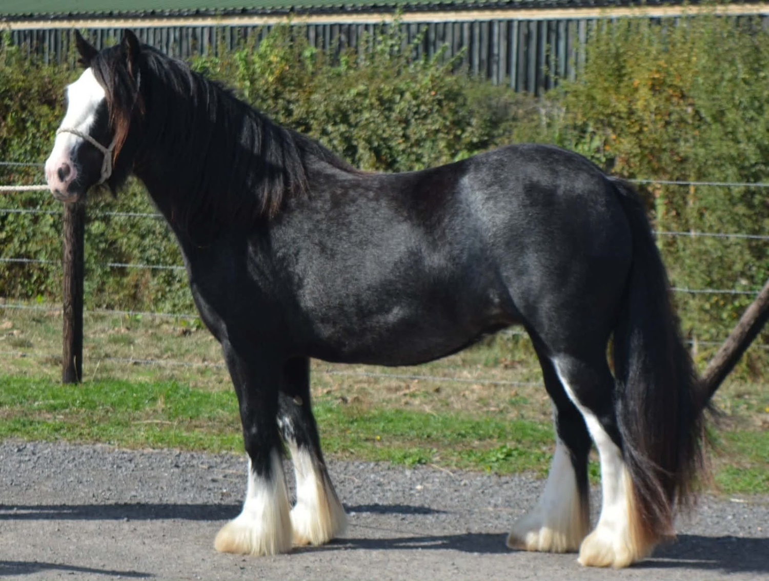 "SD Hyacinth " Black Filly Cob/Heavy Horse - Horses in Oxford