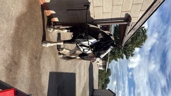 "Freddie" Coloured Gelding Cob/Heavy Horse