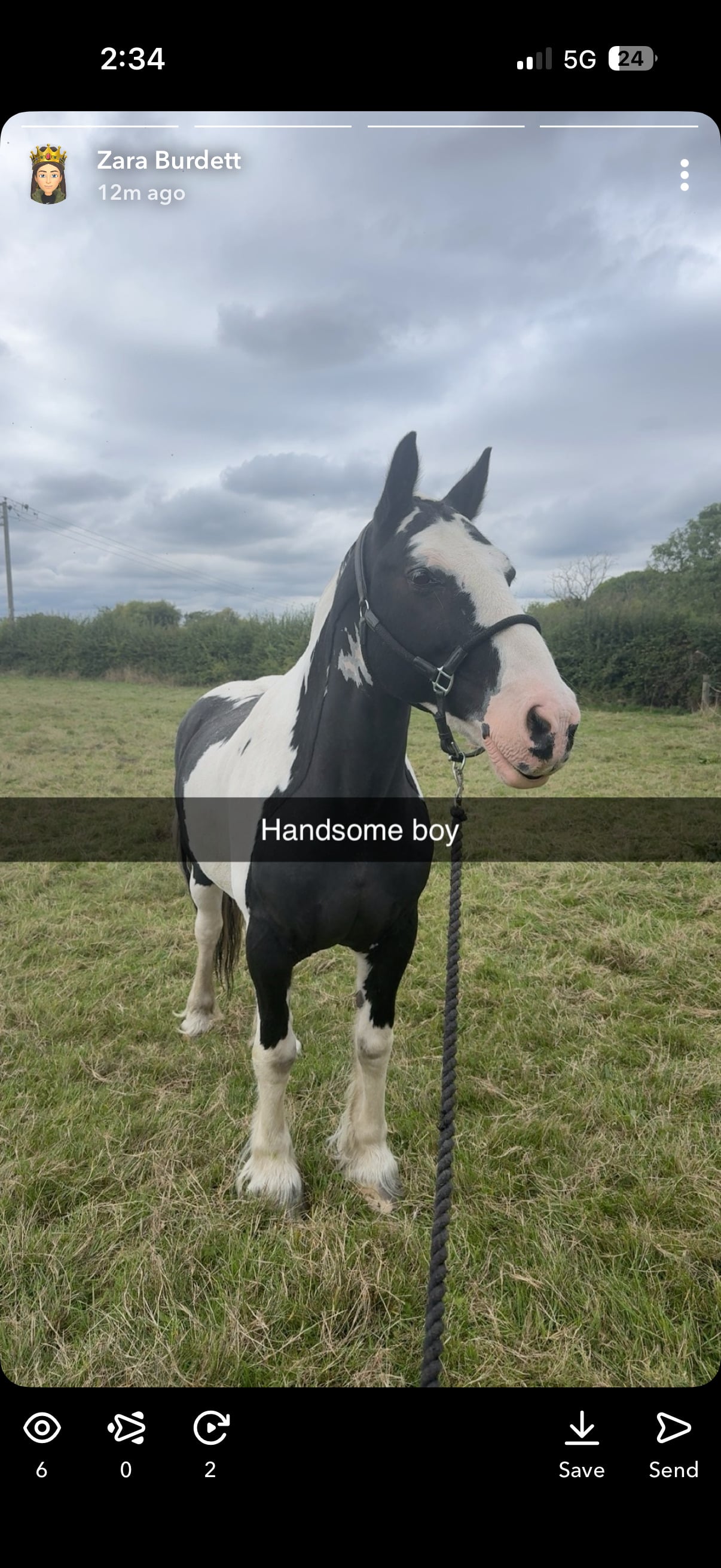 "Freddie" Coloured Gelding Cob/Heavy Horse