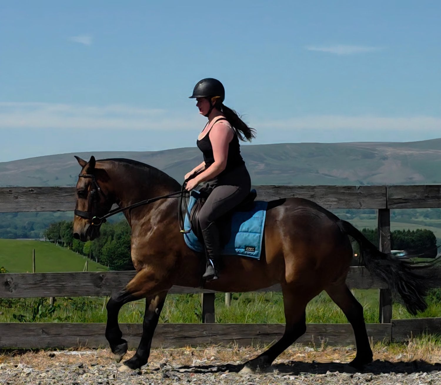 Burnley "Jack" Bay Gelding All Rounder