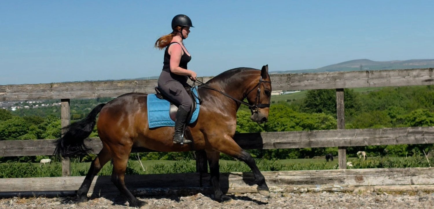 "Jack" Bay Gelding All Rounder - Horses in Burnley